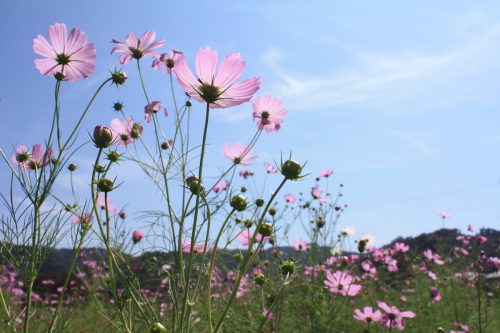 福島県福島市 花見山公園の情報 2019年10月1日 IMG_6458