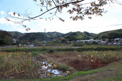 福島県福島市 花見山公園の情報 2019年11月5日 IMG_6691