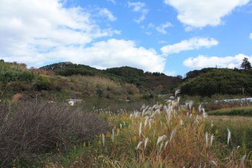 福島県福島市 花見山公園の情報 2019年11月5日 IIMG_6692