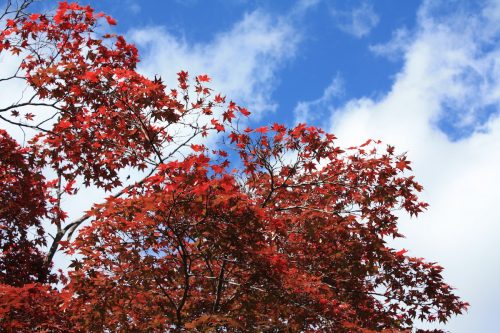 福島県福島市 花見山公園の情報 2019年11月5日 IMG_6696