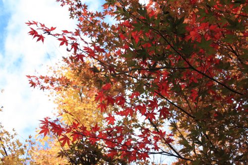 福島県福島市 花見山公園の情報 2019年11月5日 IMG_6698