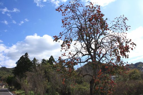 福島県福島市 花見山公園の情報 2019年11月5日 IMG_6701