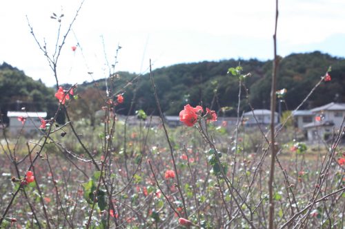 福島県福島市 花見山公園の情報 2019年11月5日 IMG_6703