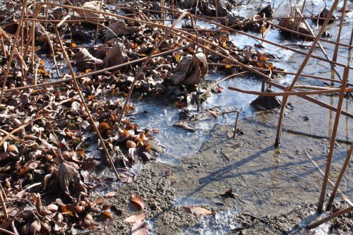 福島県福島市 花見山公園の情報 2019年12月9日 IMG_6794