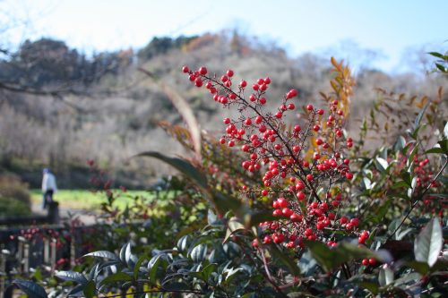 福島県福島市 花見山公園の情報 2019年12月9日 IMG_6796