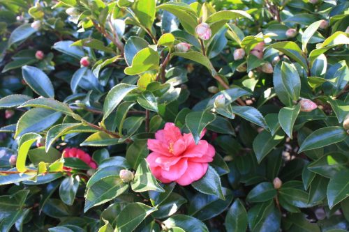 福島県福島市 花見山公園の情報 2019年12月9日 IMG_6798