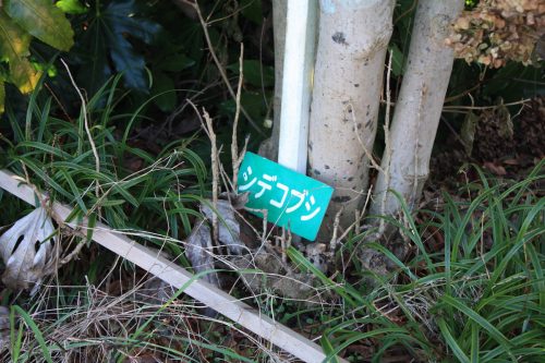 福島県福島市 花見山公園の情報 2019年12月9日 IMG_6802