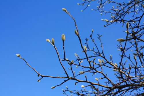 福島県福島市 花見山公園の情報 2019年12月9日 IMG_6803