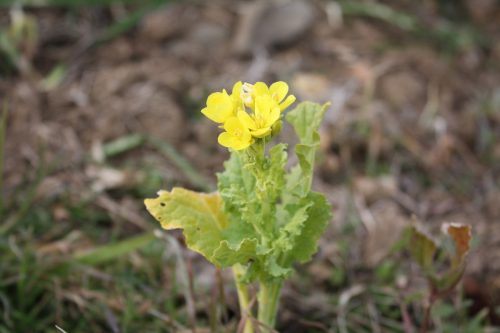 福島県福島市 花見山公園の情報 2020年1月7日 IMG_6813