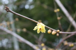 福島県福島市 花見山公園の情報 2020年1月7日 IMG_6818