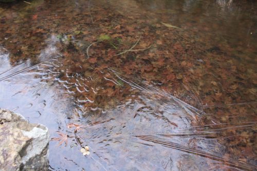 福島県福島市 花見山公園の情報 2020年1月7日 IMG_6820