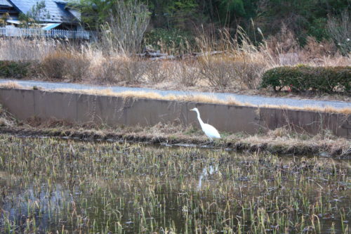 福島県福島市 花見山公園の情報 2020年1月20日 IMG_6826