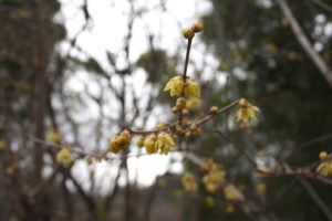 福島県福島市 花見山公園の情報 2020年1月20日 IMG_6831