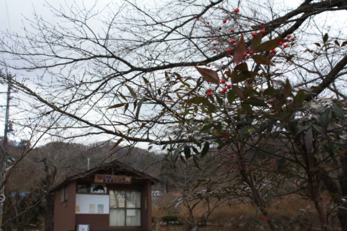 福島県福島市 花見山公園の情報 2020年1月20日 IMG_6834