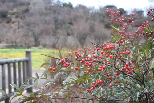 福島県福島市 花見山公園の情報 2020年1月20日 IMG_6835