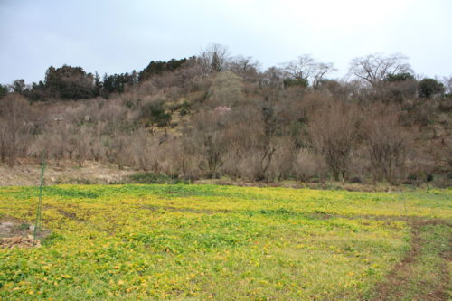 福島県福島市 花見山公園の情報 2020年2月5日 IMG_6839