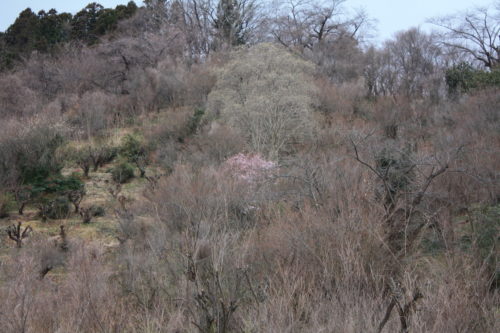 福島県福島市 花見山公園の情報 2020年2月5日 IMG_6840