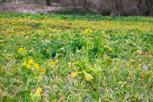 福島県福島市 花見山公園の情報 2020年2月5日 IMG_6841