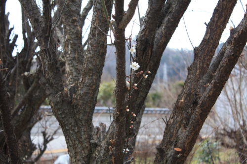 福島県福島市 花見山公園の情報 2020年2月5日 IMG_6843