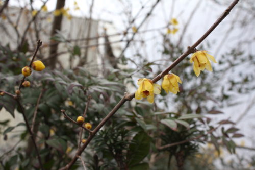 福島県福島市 花見山公園の情報 2020年2月5日 IMG_6845