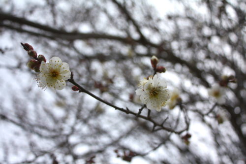 福島県福島市 花見山公園の情報 2020年2月5日 IMG_6847