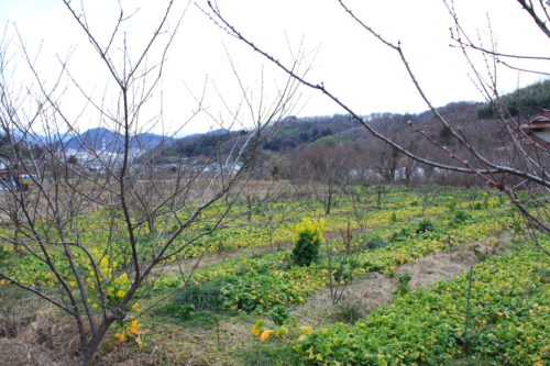 福島県福島市 花見山公園の情報 2020年2月5日 IMG_6852