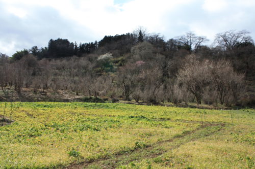 福島県福島市 花見山公園の情報 2020年2月19日 IMG_6857