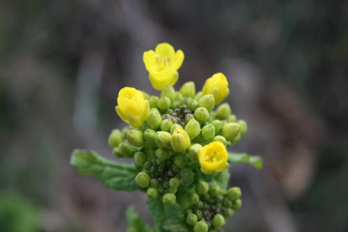 福島県福島市 花見山公園の情報 2020年2月19日 IMG_6859