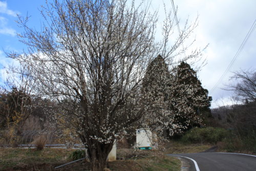 福島県福島市 花見山公園の情報 2020年2月19日 IMG_6863