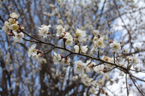 福島県福島市 花見山公園の情報 2020年2月19日 IMG_6864