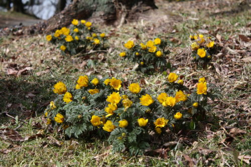 福島県福島市 花見山公園の情報 2020年2月19日 IMG_6868