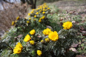 福島県福島市 花見山公園の情報 2020年2月19日 IMG_6869