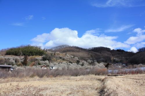 福島県福島市 花見山公園の情報 2020年3月3日 IMG_6871