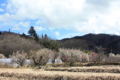 福島県福島市 花見山公園の情報 2020年3月3日 IMG_6872