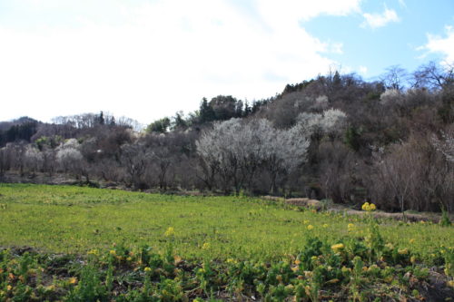 福島県福島市 花見山公園の情報 2020年3月3日 IMG_6873