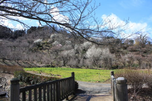 福島県福島市 花見山公園の情報 2020年3月3日 IMG_6874