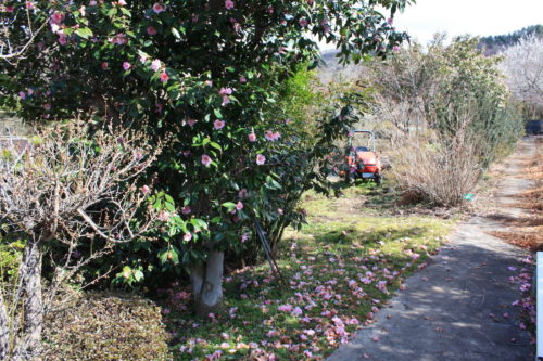 福島県福島市 花見山公園の情報 2020年3月3日 IMG_6879