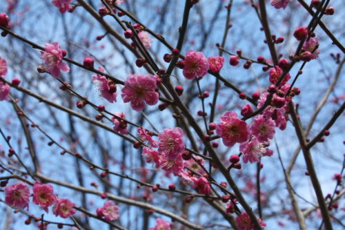 福島県福島市 花見山公園の情報 2020年3月3日 IMG_6882