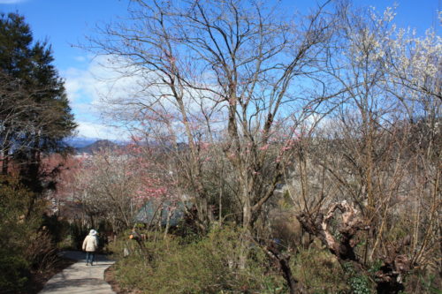 福島県福島市 花見山公園の情報 2020年3月3日 IMG_6883