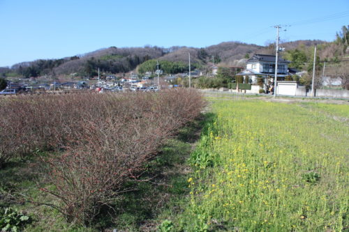 福島県福島市 花見山公園の情報 2020年3月19日 IMG_6909