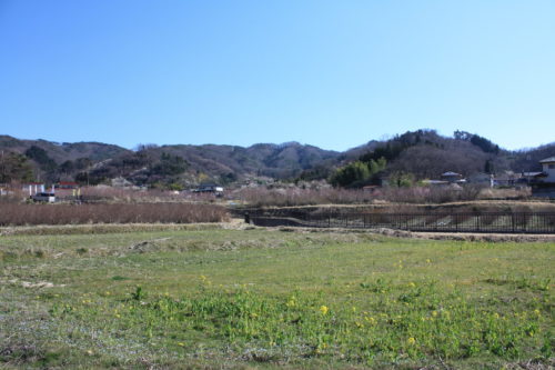 福島県福島市 花見山公園の情報 2020年3月19日 IMG_6910