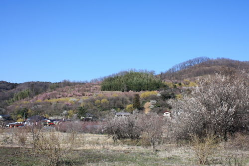 福島県福島市 花見山公園の情報 2020年3月19日 IMG_6911