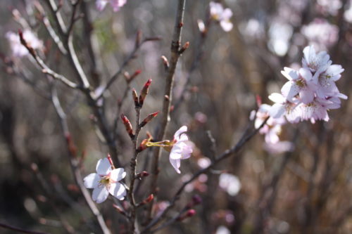 福島県福島市 花見山公園の情報 2020年3月19日 IMG_6914