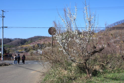 福島県福島市 花見山公園の情報 2020年3月19日 IMG_6915