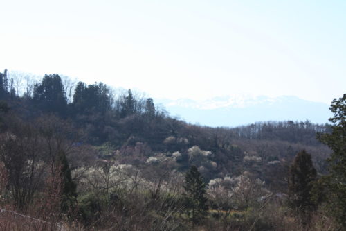 福島県福島市 花見山公園の情報 2020年3月19日 IMG_6916