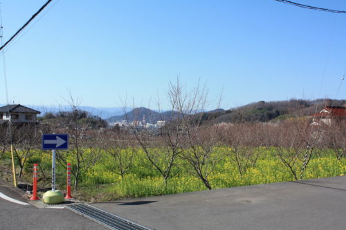 福島県福島市 花見山公園の情報 2020年3月19日 IMG_6919