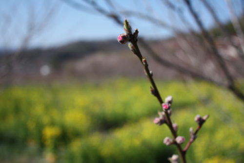 福島県福島市 花見山公園の情報 2020年3月19日 IIMG_6920