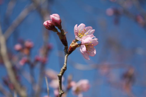 福島県福島市 花見山公園の情報 2020年3月19日 IMG_6921