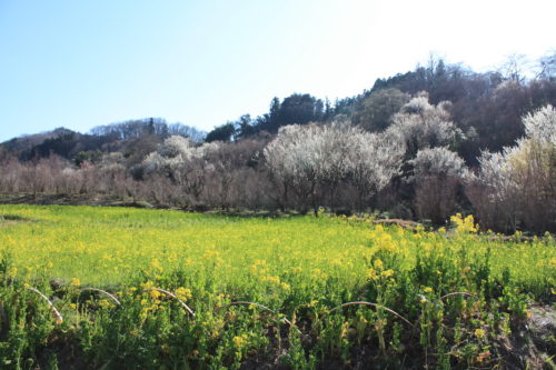 福島県福島市 花見山公園の情報 2020年3月19日 IMG_6922