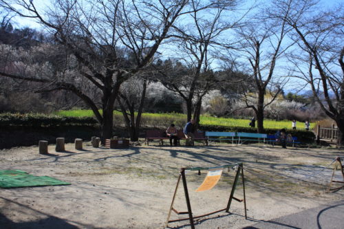 福島県福島市 花見山公園の情報 2020年3月19日 IMG_6925